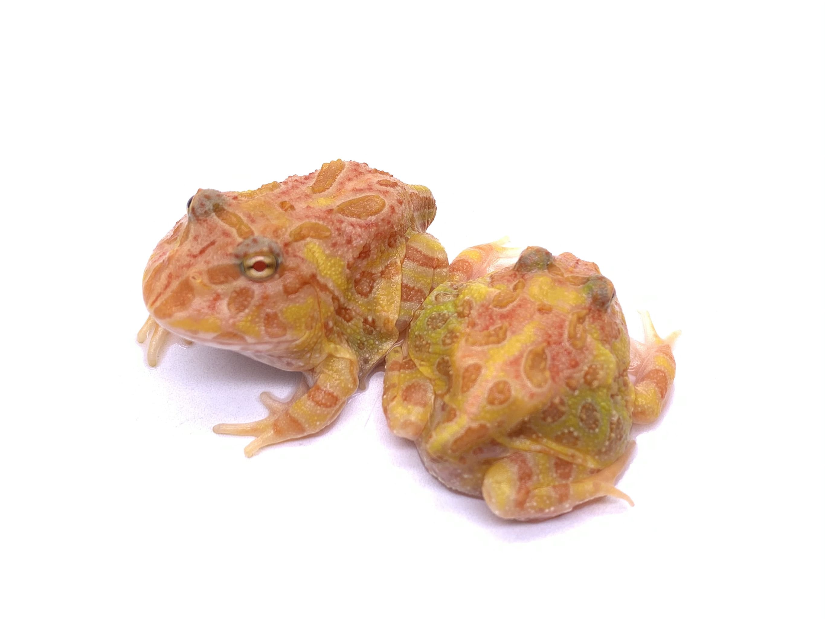 Apricot Pacman Frog